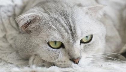 女教师患阿尔茨海默病后被诱导签下400万元保单 每年要向平安人寿交40万元保费