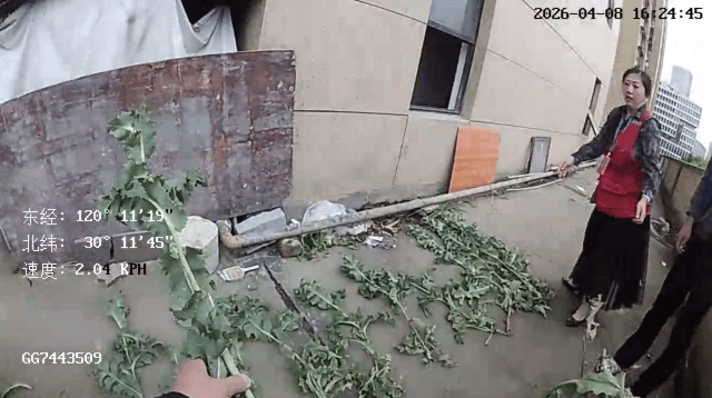 杭州一小区发现35株罂粟！保安巡逻起疑后报警，警方：2位老人在菜盆、花盆混种，隐蔽性极强，分别罚款300元、400元